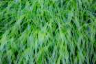 USA-Washington State-Pacific Northwest Sammamish with green grasses Art Print